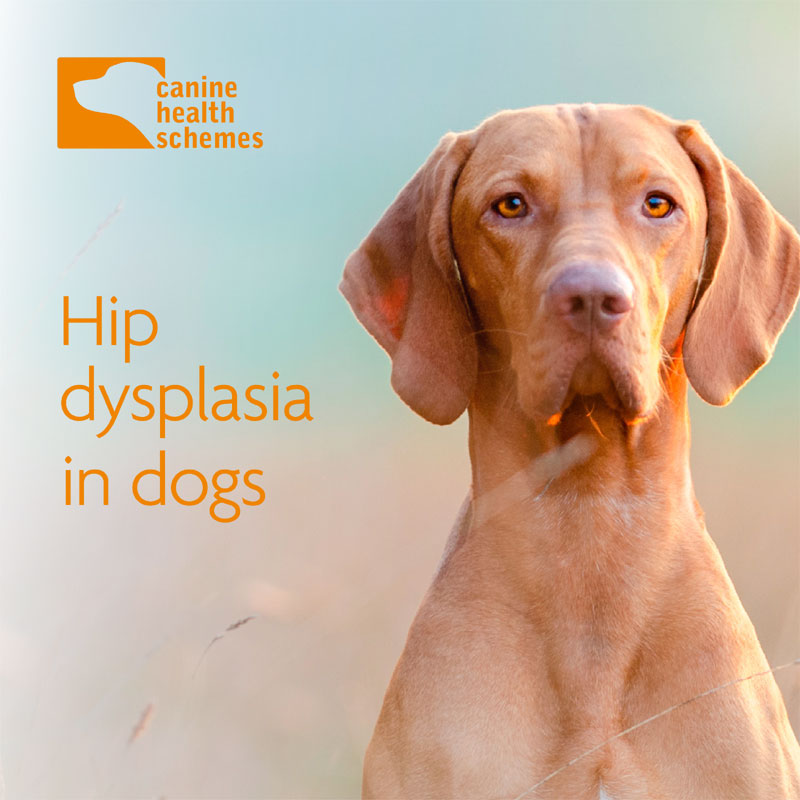 Hip Dysplasia Leaflet